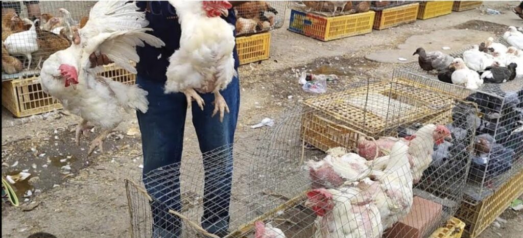 فلسفة أشعب المغربي واستهلاك الدجاج